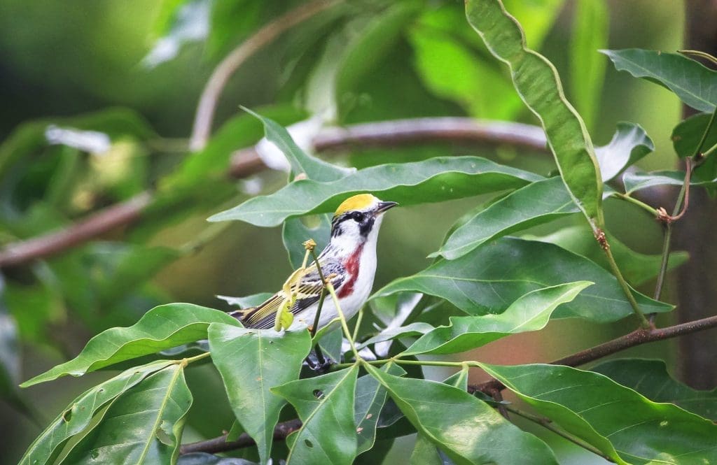 Chestnut-sided Warbler Bird in Belize