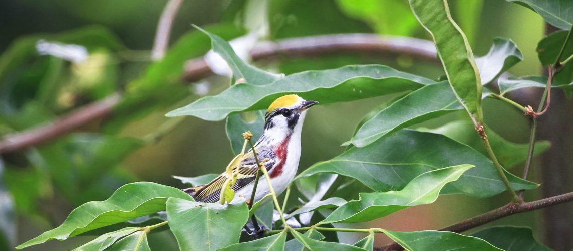 Chestnut-sided Warbler Bird in Belize Chestnut-sided Warbler Bird in Belize