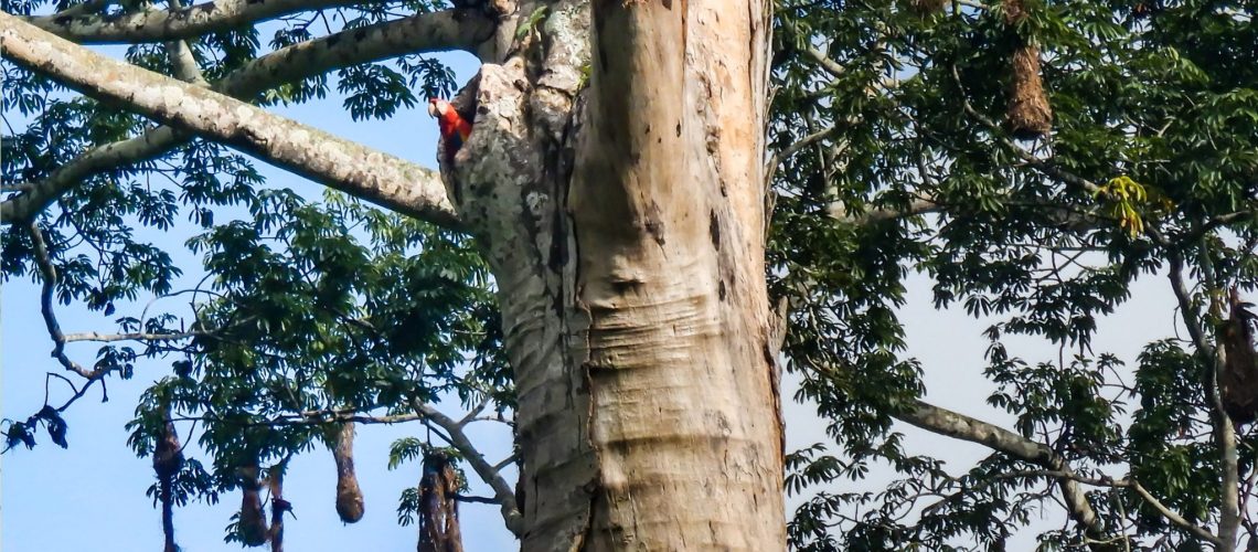 macawvolunteer macawvolunteer